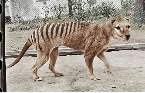 Tasmanian Tiger